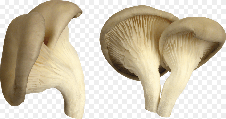 Mushroom Free Png Download