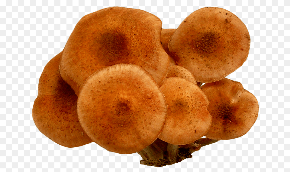 Mushroom, Fungus, Plant, Agaric, Amanita Png