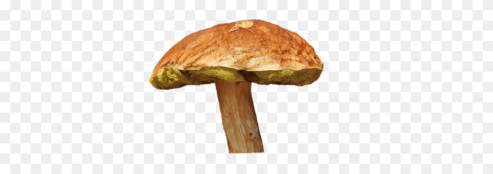 Mushroom Agaric, Amanita, Fungus, Plant Png