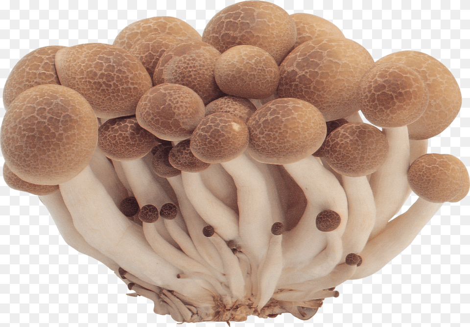 Mushroom, Fungus, Plant, Agaric, Amanita Free Png