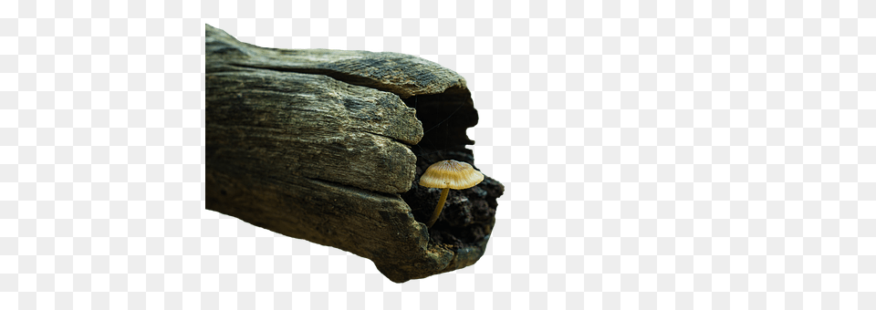 Mushroom Fungus, Plant, Agaric, Amanita Png Image