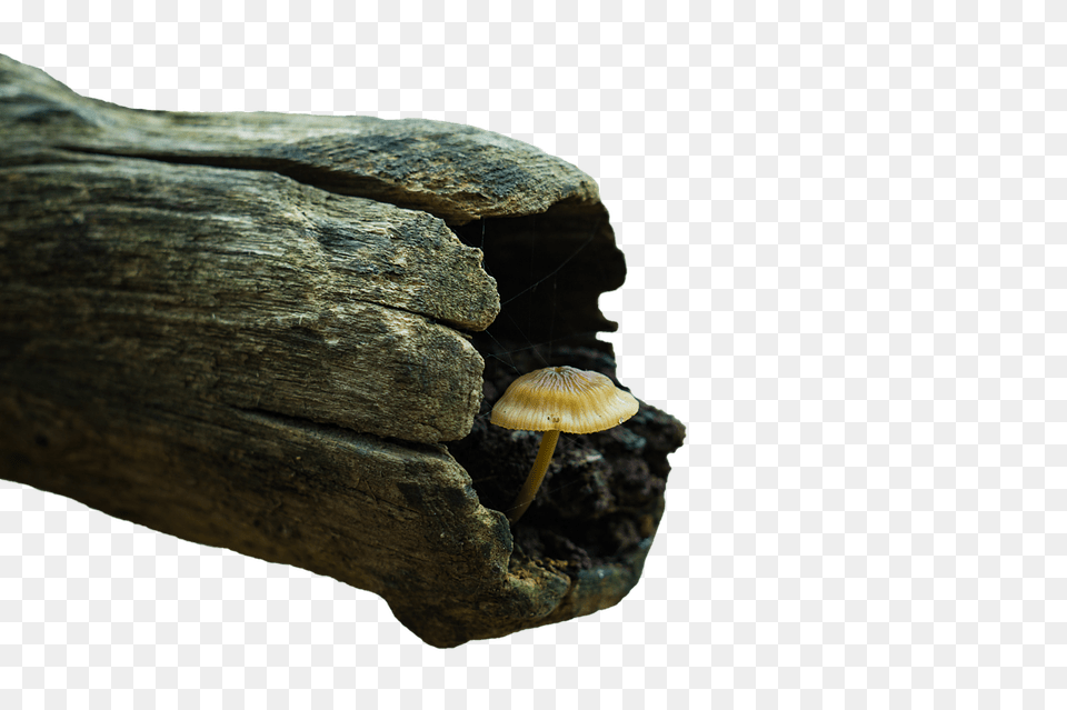 Mushroom Fungus, Plant, Agaric, Amanita Free Png