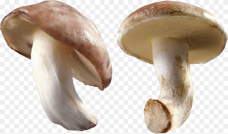 Mushroom Free Transparent Png