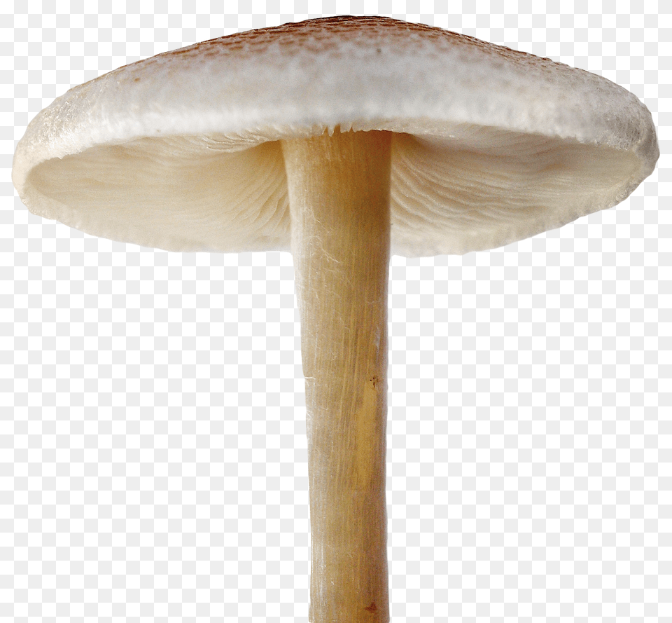 Mushroom, Agaric, Amanita, Fungus, Plant Free Png