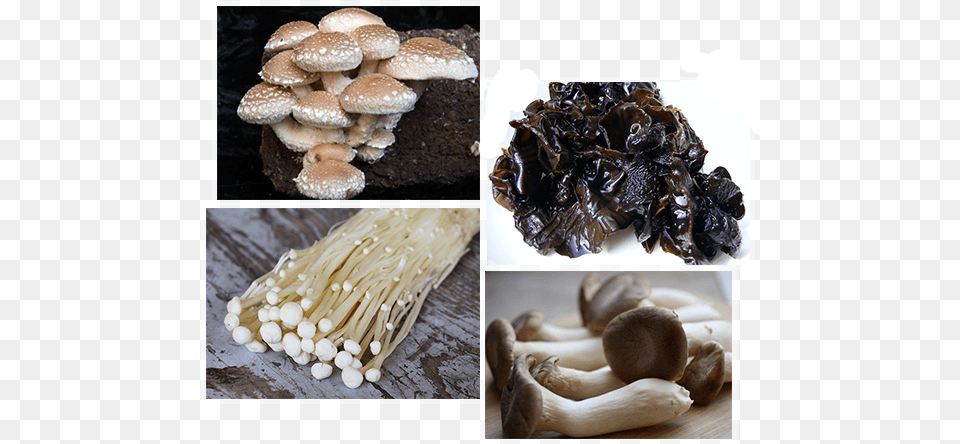 Mushroom, Fungus, Plant, Agaric, Baby Free Transparent Png