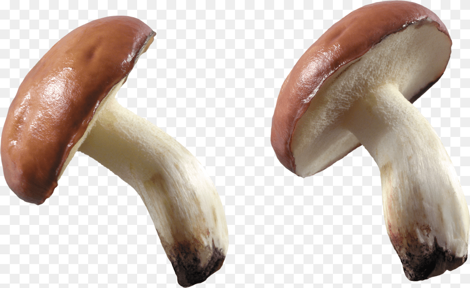 Mushroom Png Image