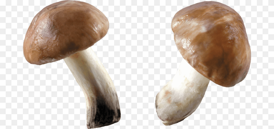 Mushroom, Fungus, Plant, Agaric, Amanita Free Png Download