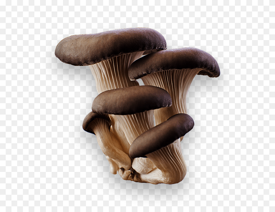 Mushroom, Fungus, Plant, Agaric, Amanita Free Transparent Png