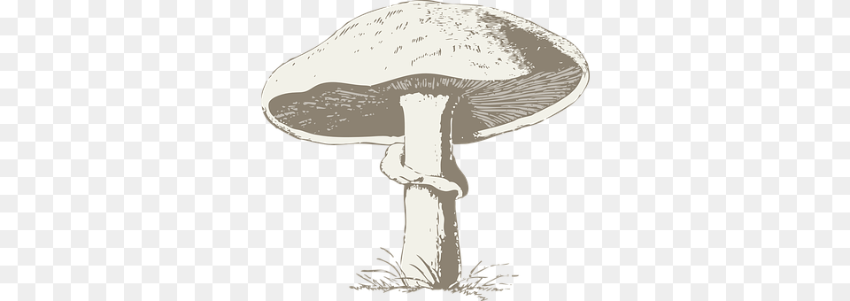 Mushroom Agaric, Amanita, Fungus, Plant Png