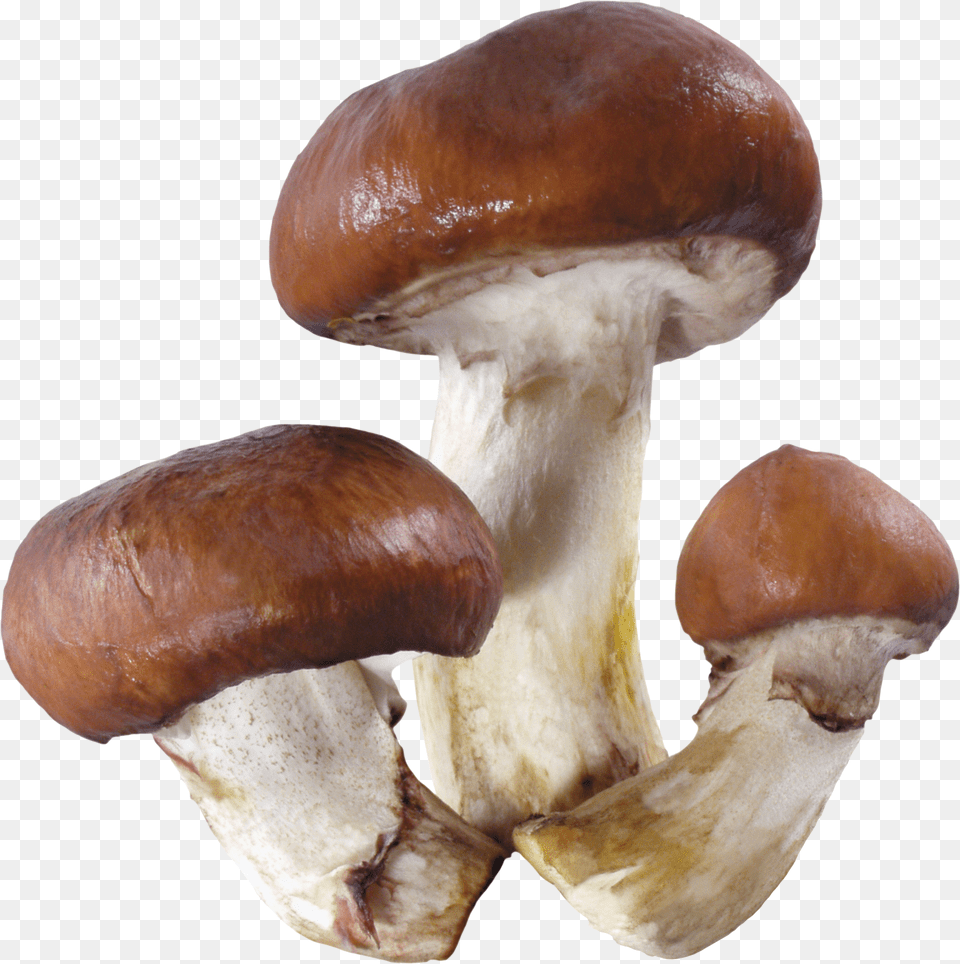 Mushroom, Fungus, Plant, Agaric, Amanita Free Transparent Png