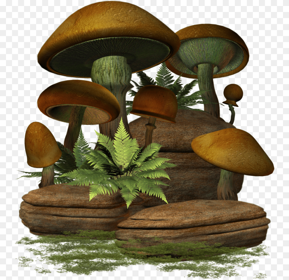 Mushroom, Fern, Fungus, Plant, Agaric Free Png