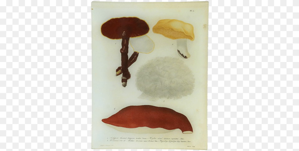 Mushroom, Fungus, Plant, Agaric Png