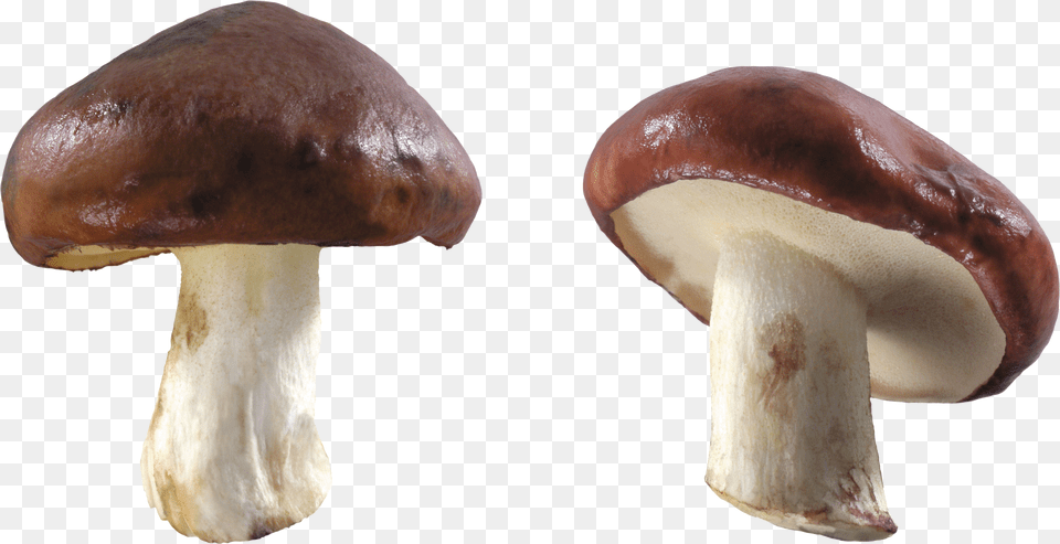 Mushroom Png Image