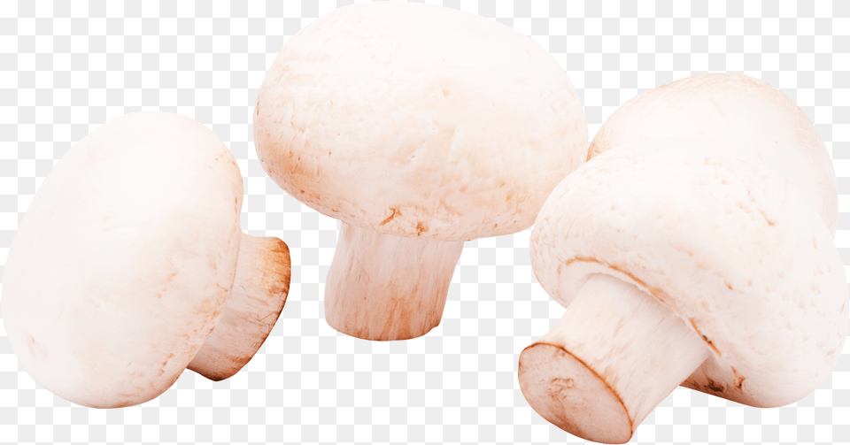 Mushroom, Fungus, Plant, Agaric, Amanita Png Image