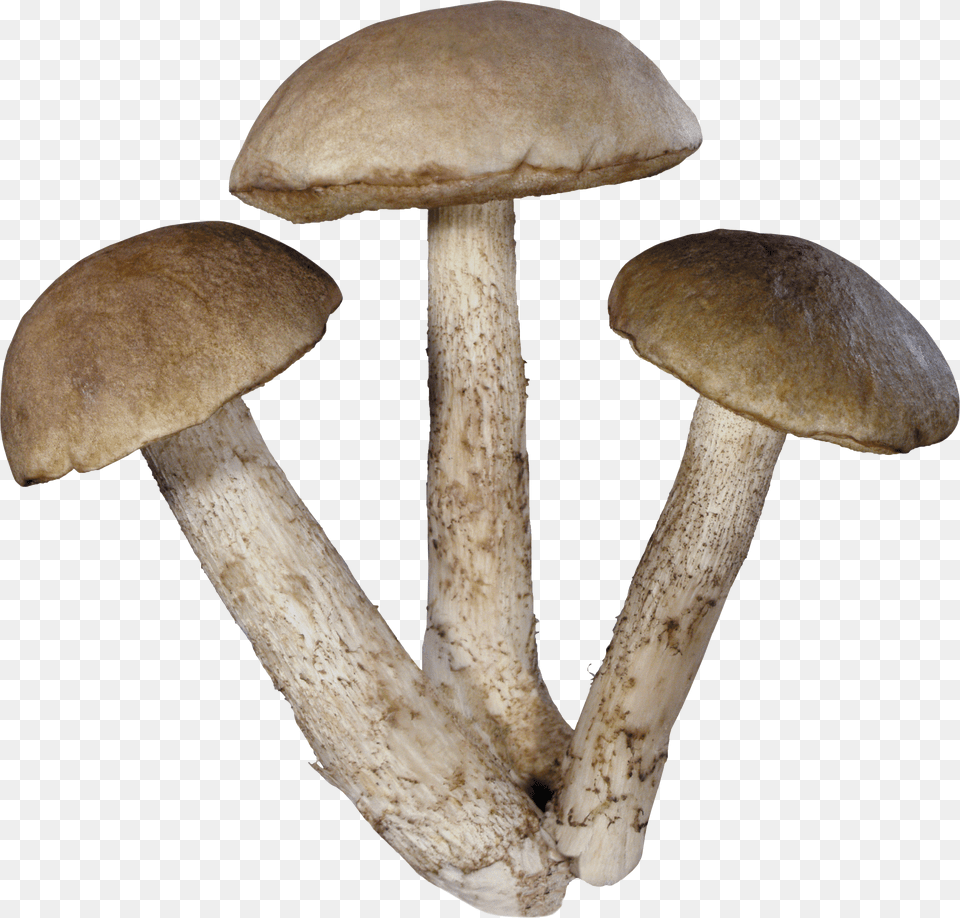 Mushroom Png