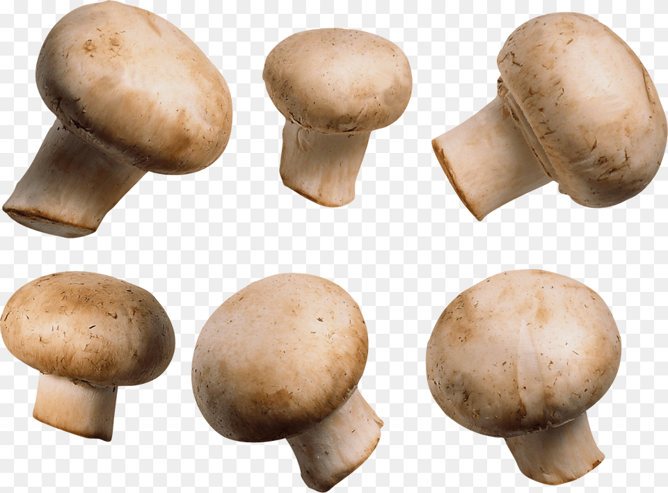 Mushroom, Fungus, Plant, Agaric, Amanita Png Image