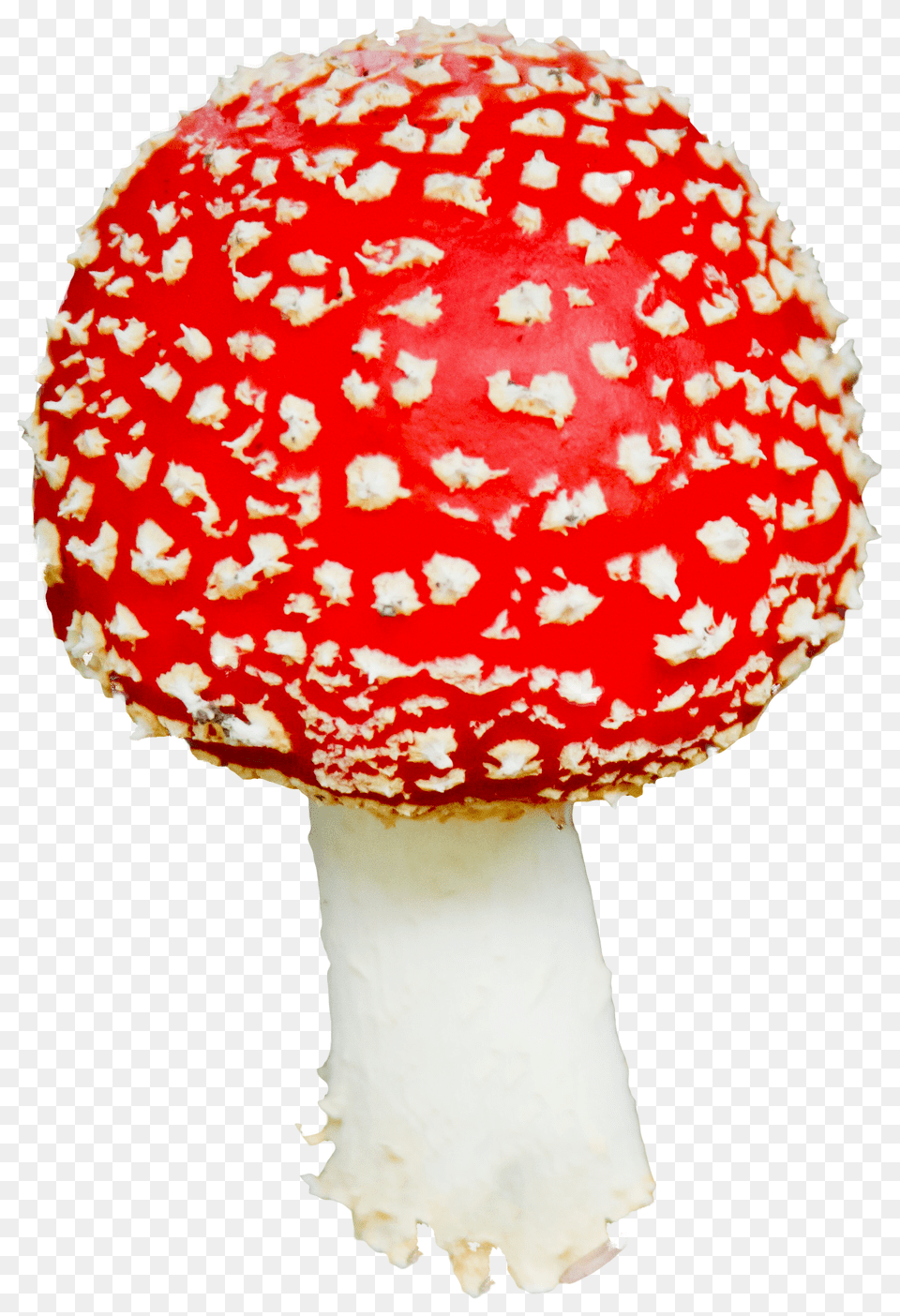 Mushroom, Agaric, Amanita, Fungus, Plant Png Image