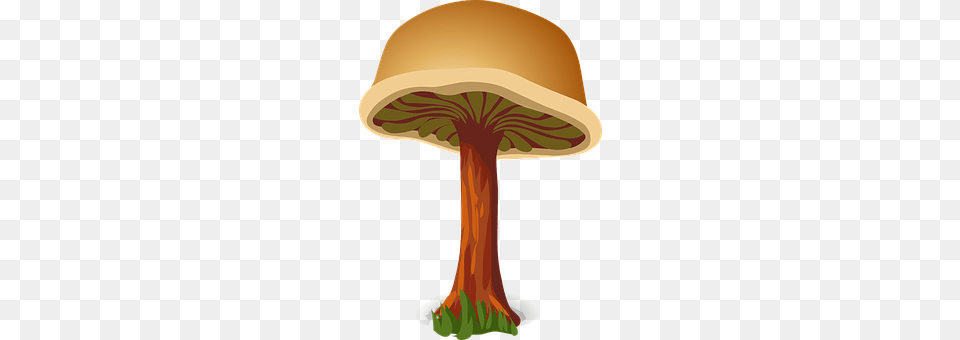Mushroom Fungus, Plant, Agaric, Chandelier Png