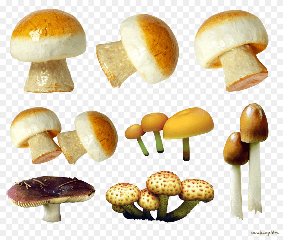 Mushroom, Fungus, Plant, Bread, Food Png