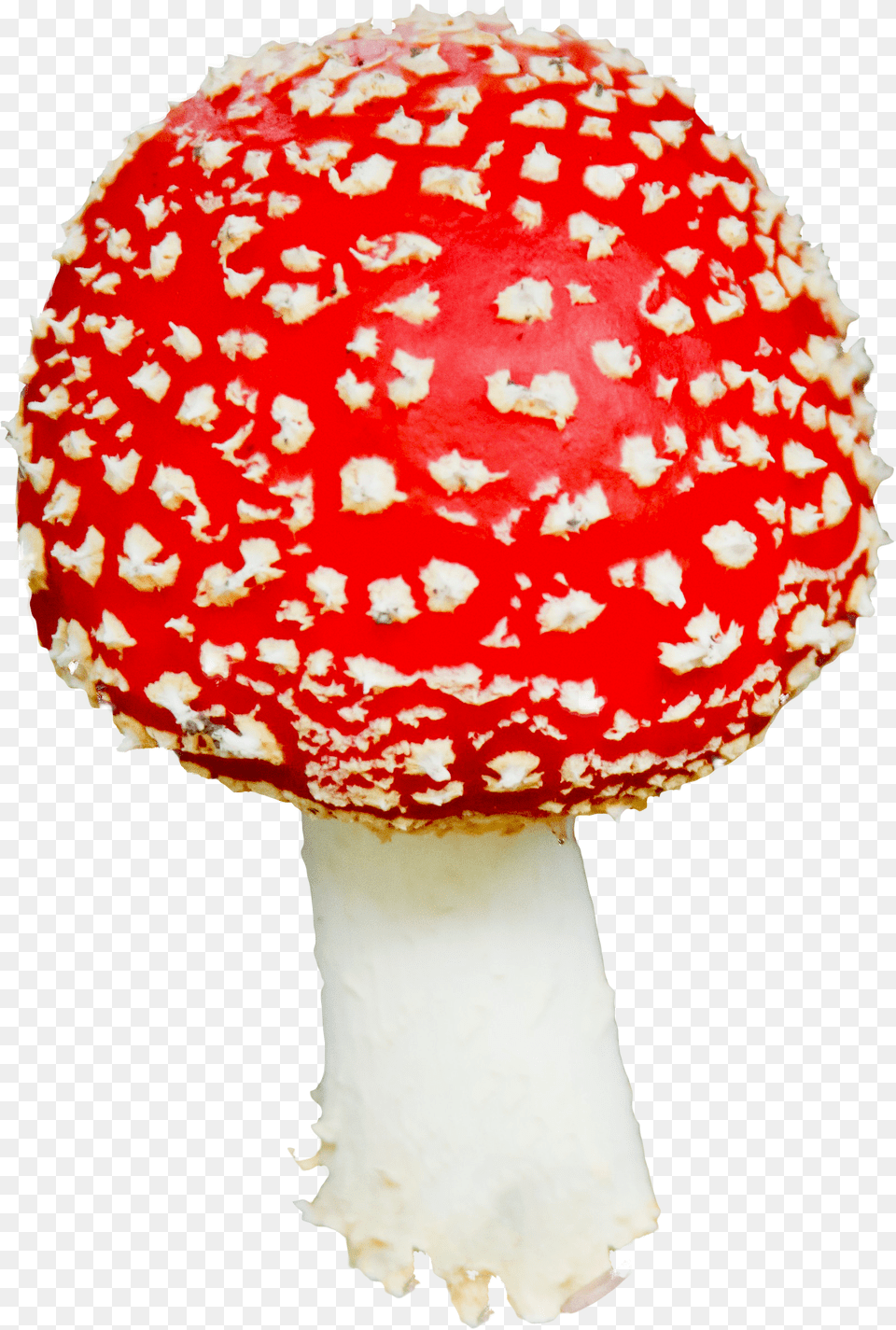 Mushroom, Agaric, Amanita, Fungus, Plant Free Png Download