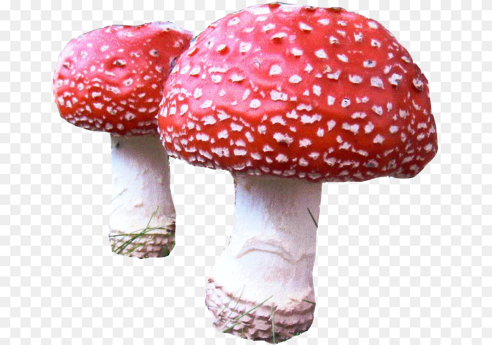 Mushroom Agaric, Fungus, Plant, Amanita Free Transparent Png
