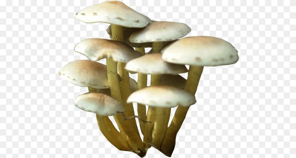Mushroom Clip Art Mushroom, Fungus, Plant, Agaric, Amanita Free Transparent Png