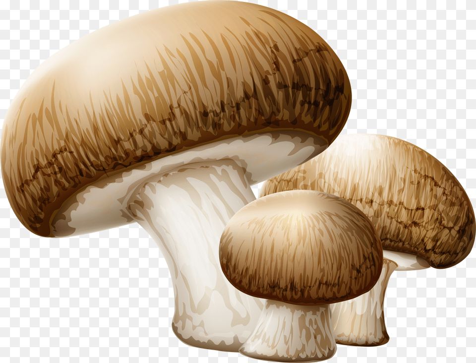 Mushroom Clipart Collection Mushrooms Free Png Download