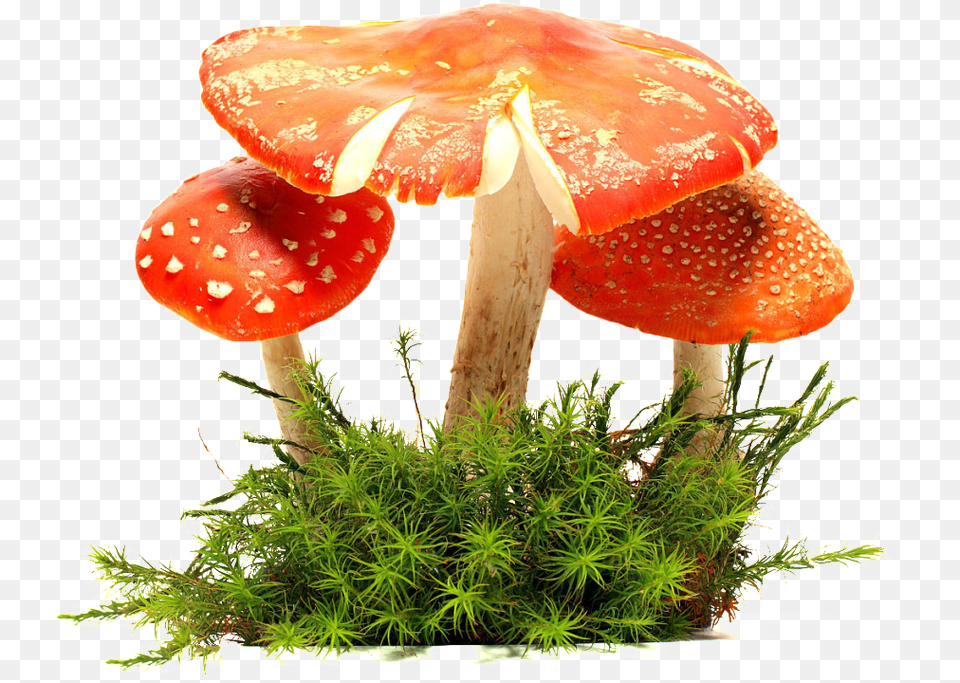 Mushroom Cloud Moss, Plant, Fungus, Agaric Free Png Download