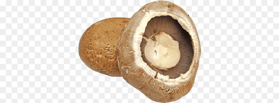 Mushroom Cultures Portobello Mushroom Transparent Background, Fungus, Plant, Agaric, Amanita Png Image