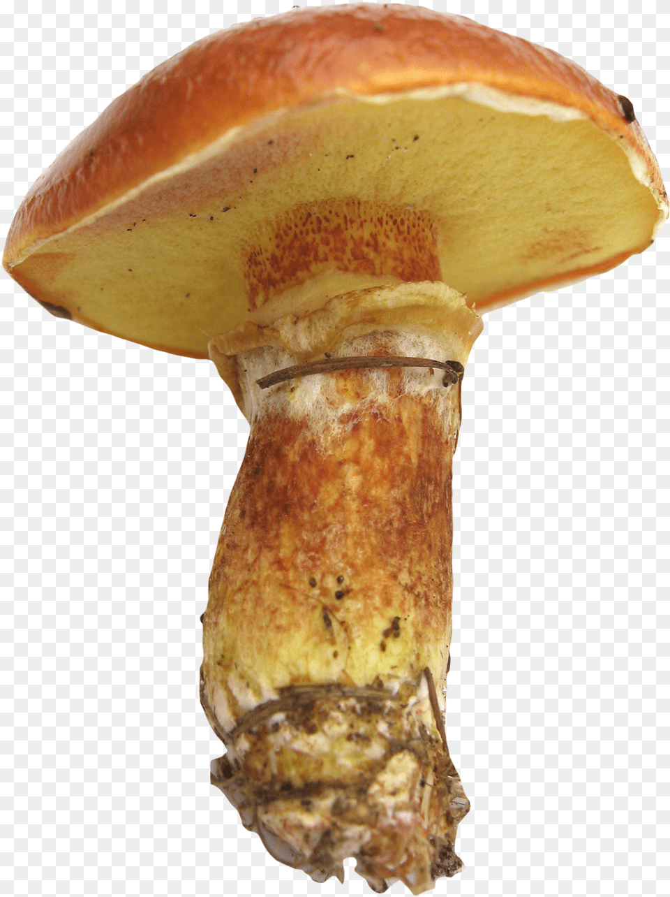 Mushroom Cut Out, Agaric, Amanita, Bread, Food Free Transparent Png