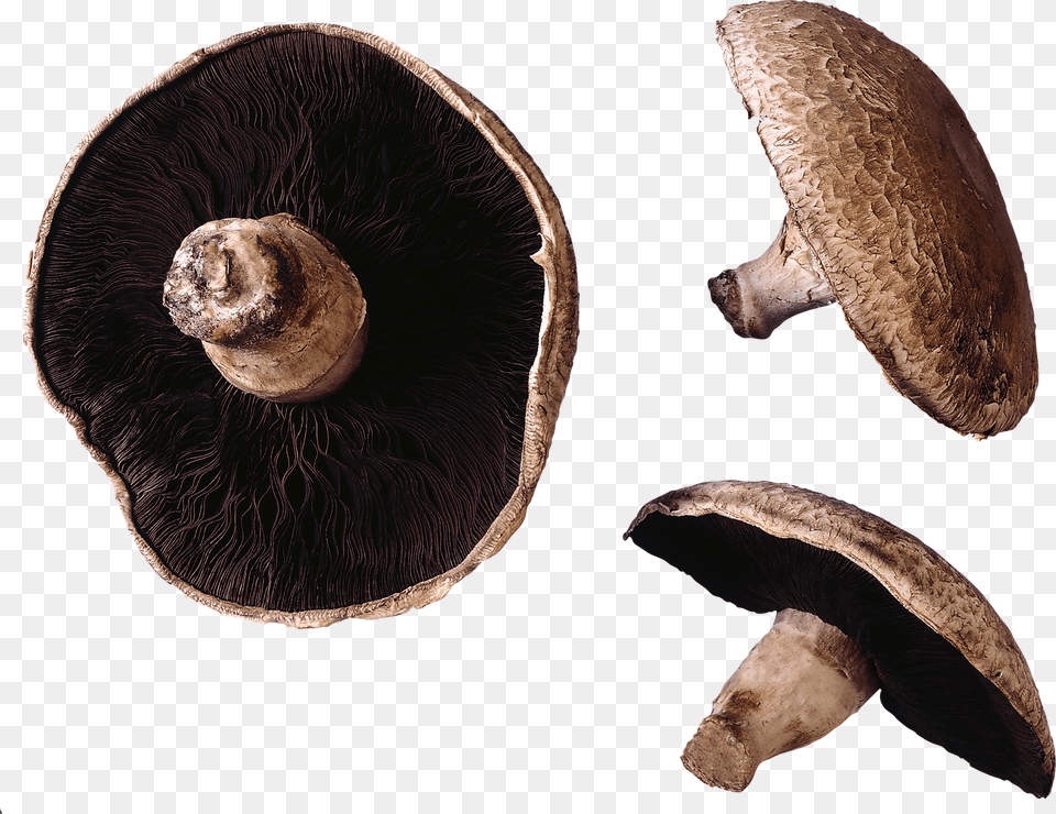 Mushroom Do We Eat Mushroom Stems, Agaric, Amanita, Fungus, Plant Free Transparent Png