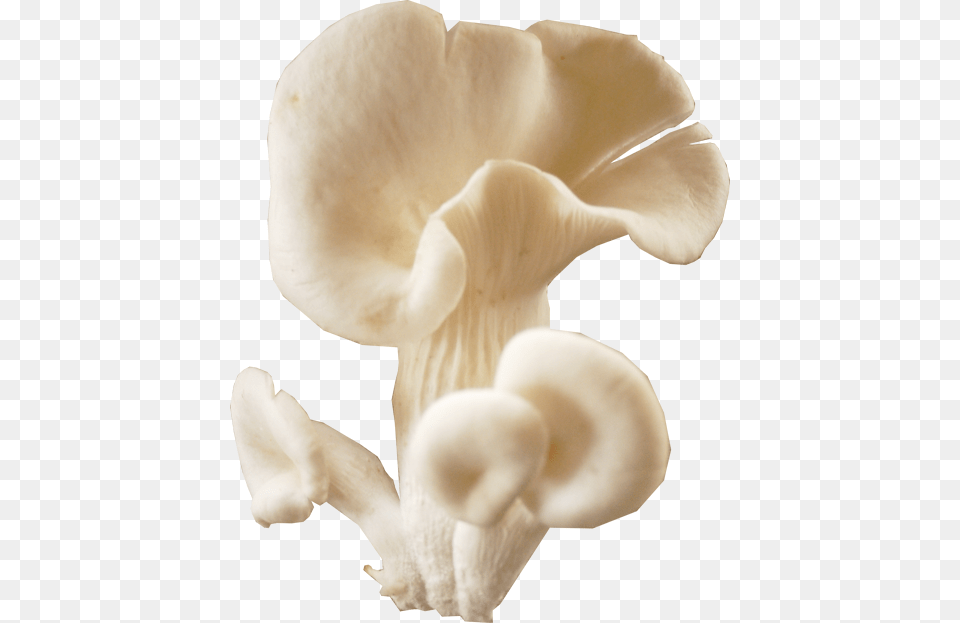 Mushroom Download Image Oyster Mushroom, Agaric, Amanita, Fungus, Plant Png