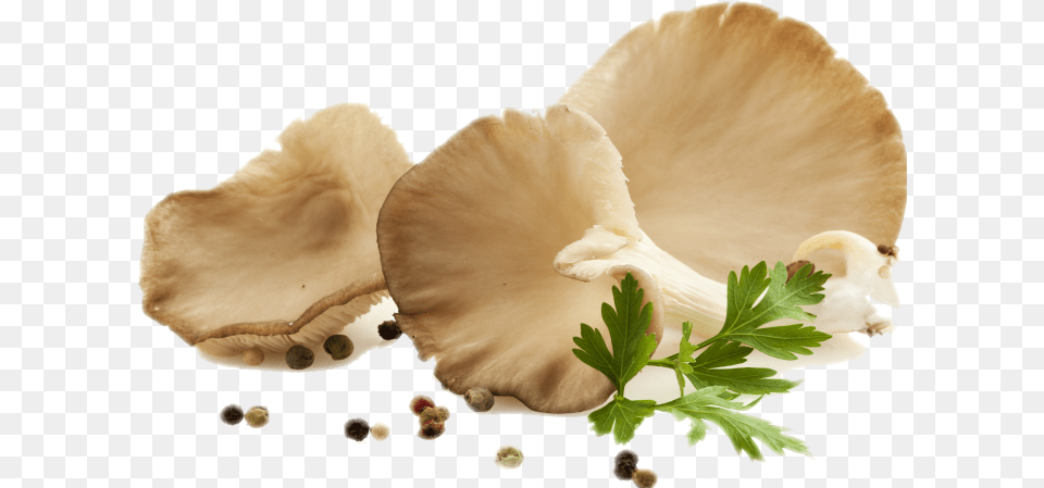 Mushroom Image Oyster Mushroom, Herbs, Plant, Fungus, Agaric Free Png Download