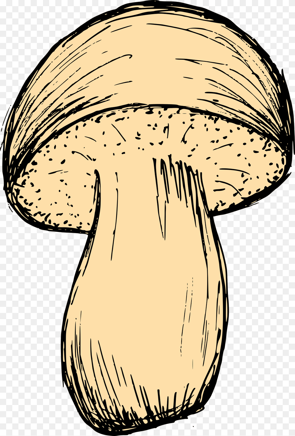 Mushroom Drawing 3 Mushroom, Adult, Female, Person, Woman Free Png Download