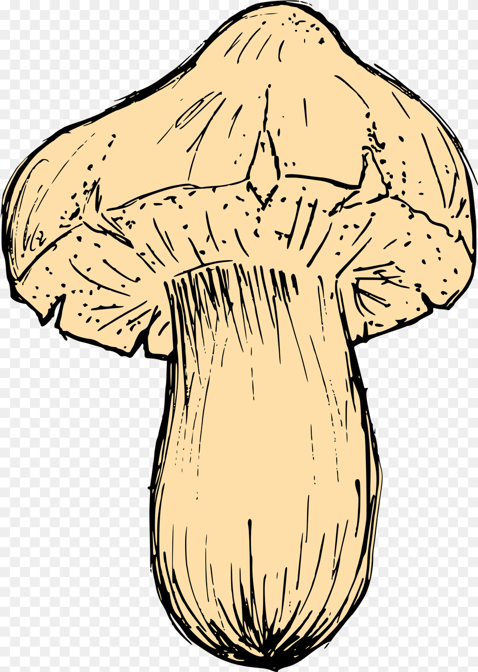 Mushroom Drawing Vector Svg Mushroom Droeng, Adult, Person, Woman, Female Png