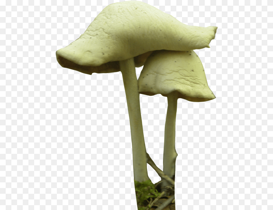 Mushroom Festival Fungus Psilocybin Mushroom Fungi Plant, Agaric, Amanita Png