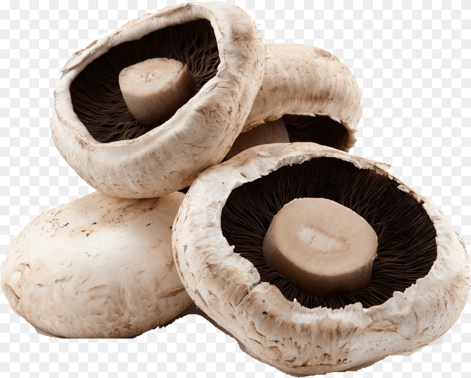 Mushroom File Shiitake, Fungus, Plant, Agaric, Amanita Png Image