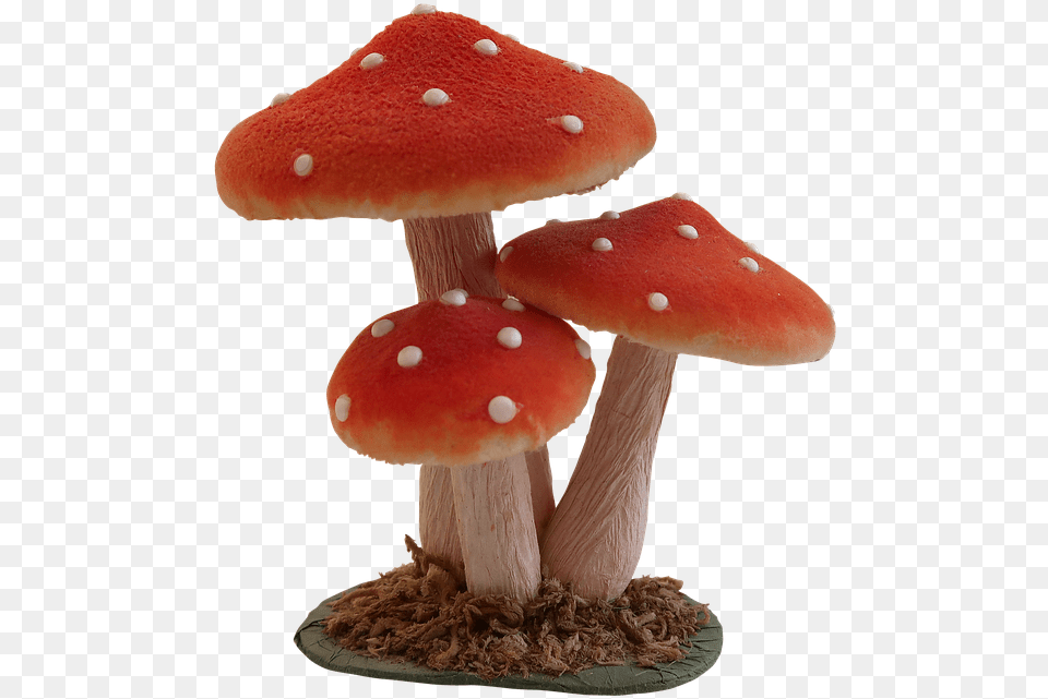 Mushroom Fly Agaric Forest Nature Autumn Toadstool Shiitake, Fungus, Plant, Amanita Free Png Download