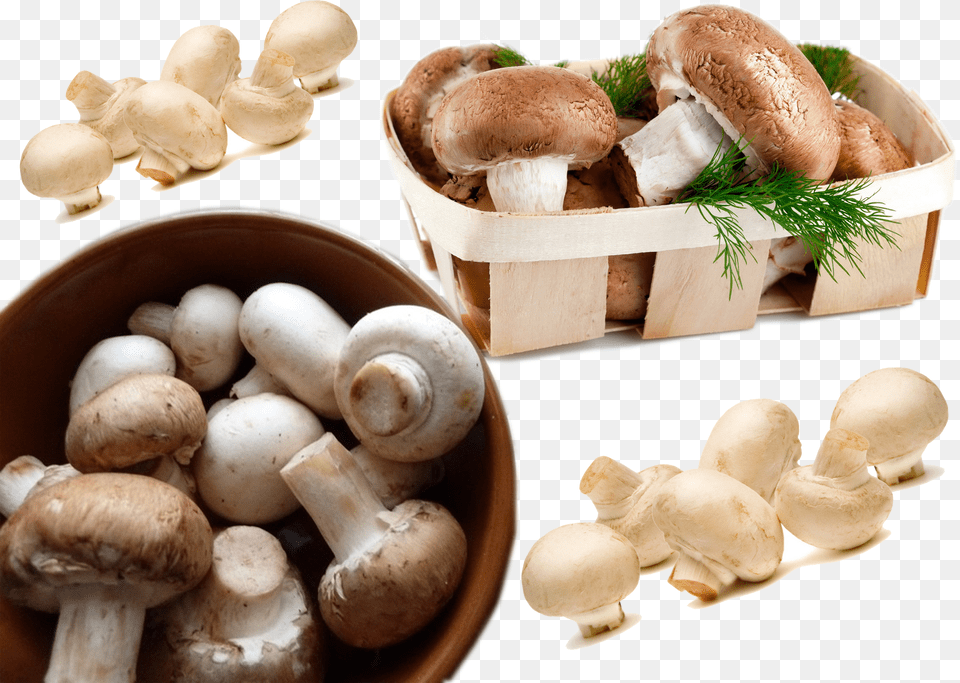 Mushroom Food Hd, Fungus, Plant, Animal, Insect Png Image