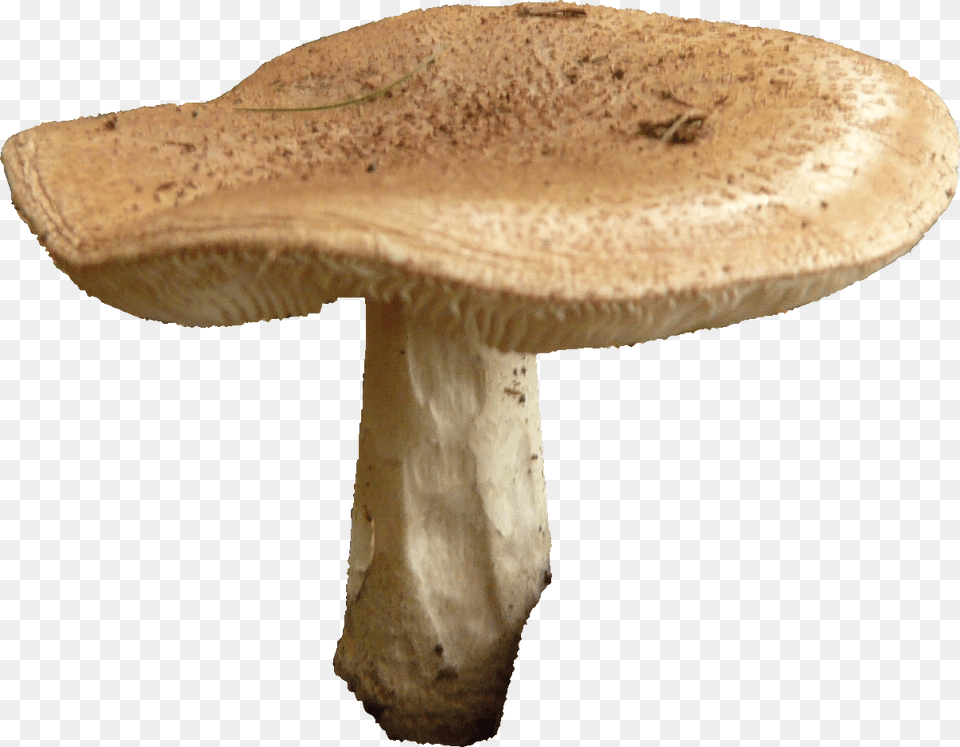 Mushroom Image Mushroom Fungus, Plant, Agaric, Amanita Free Transparent Png