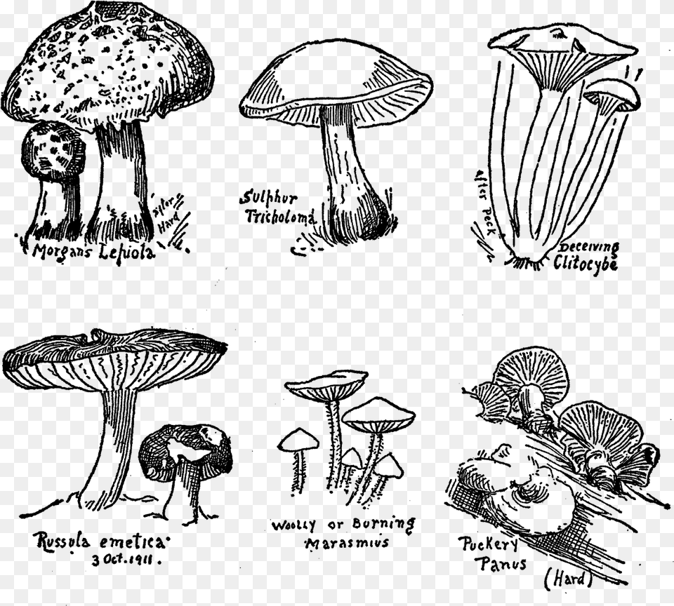 Mushroom Fungi Botanical Art Drawings Illustration Edible Mushroom, Gray Png