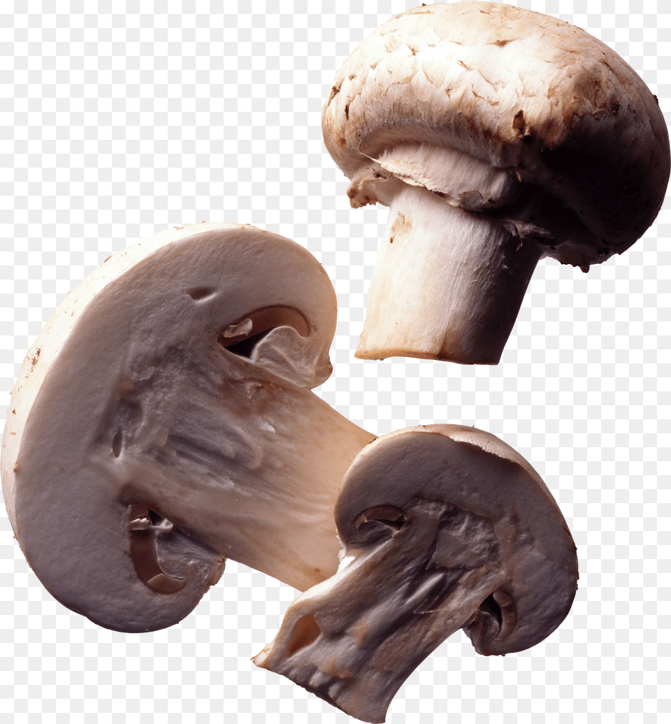 Mushroom Icon Mushrooms Pen Free Transparent Png