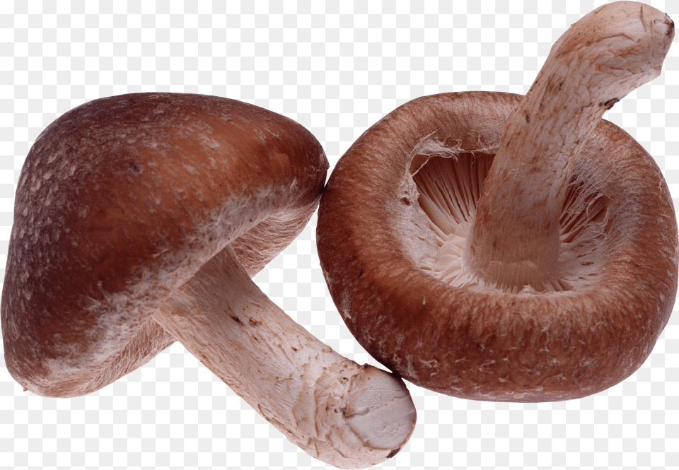Mushroom Image 1 Shiitake Lentinula Edodes Free Transparent Png