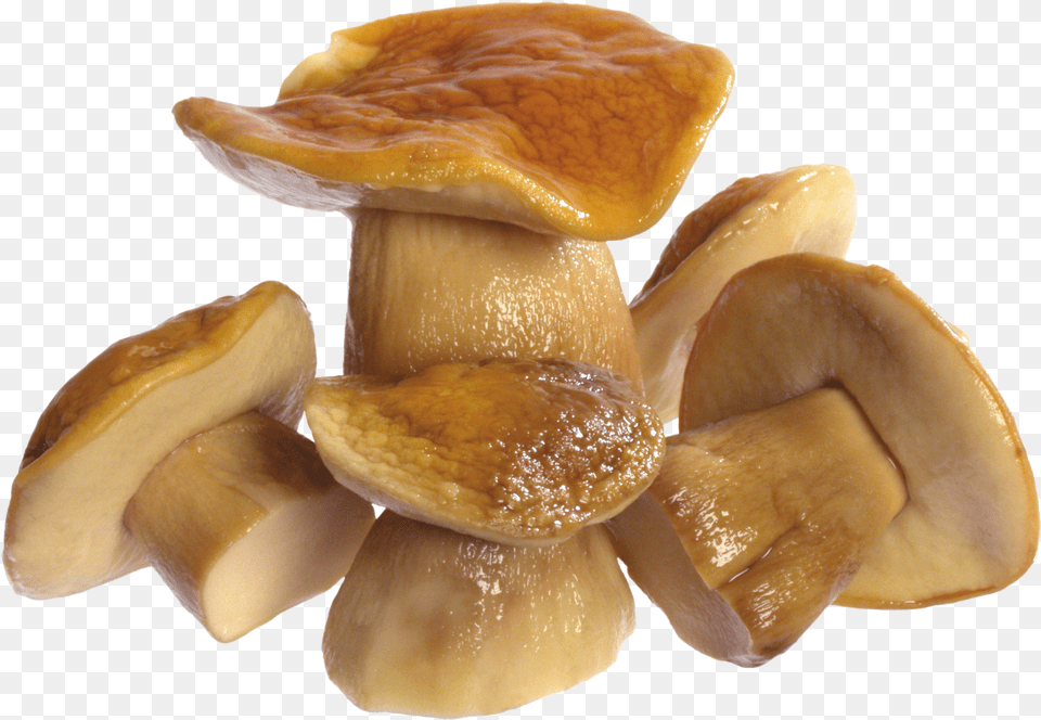 Mushroom Image, Fungus, Plant, Agaric, Amanita Free Png Download