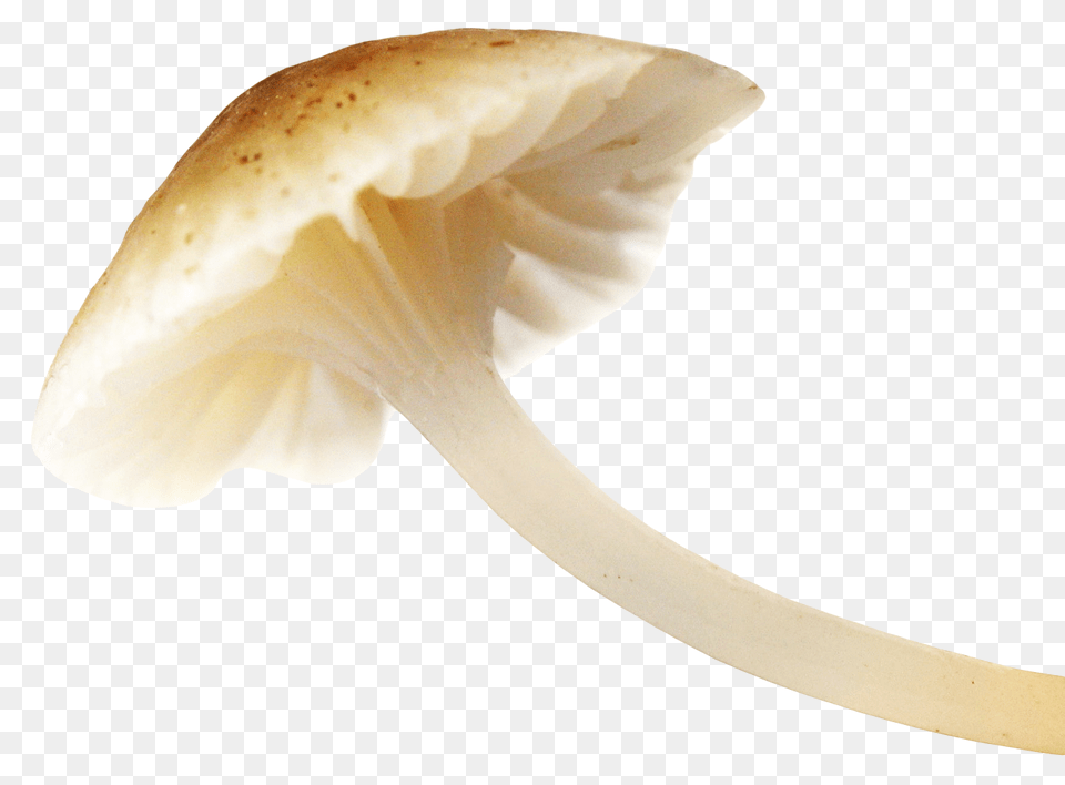 Mushroom Image, Fungus, Plant, Agaric, Amanita Png