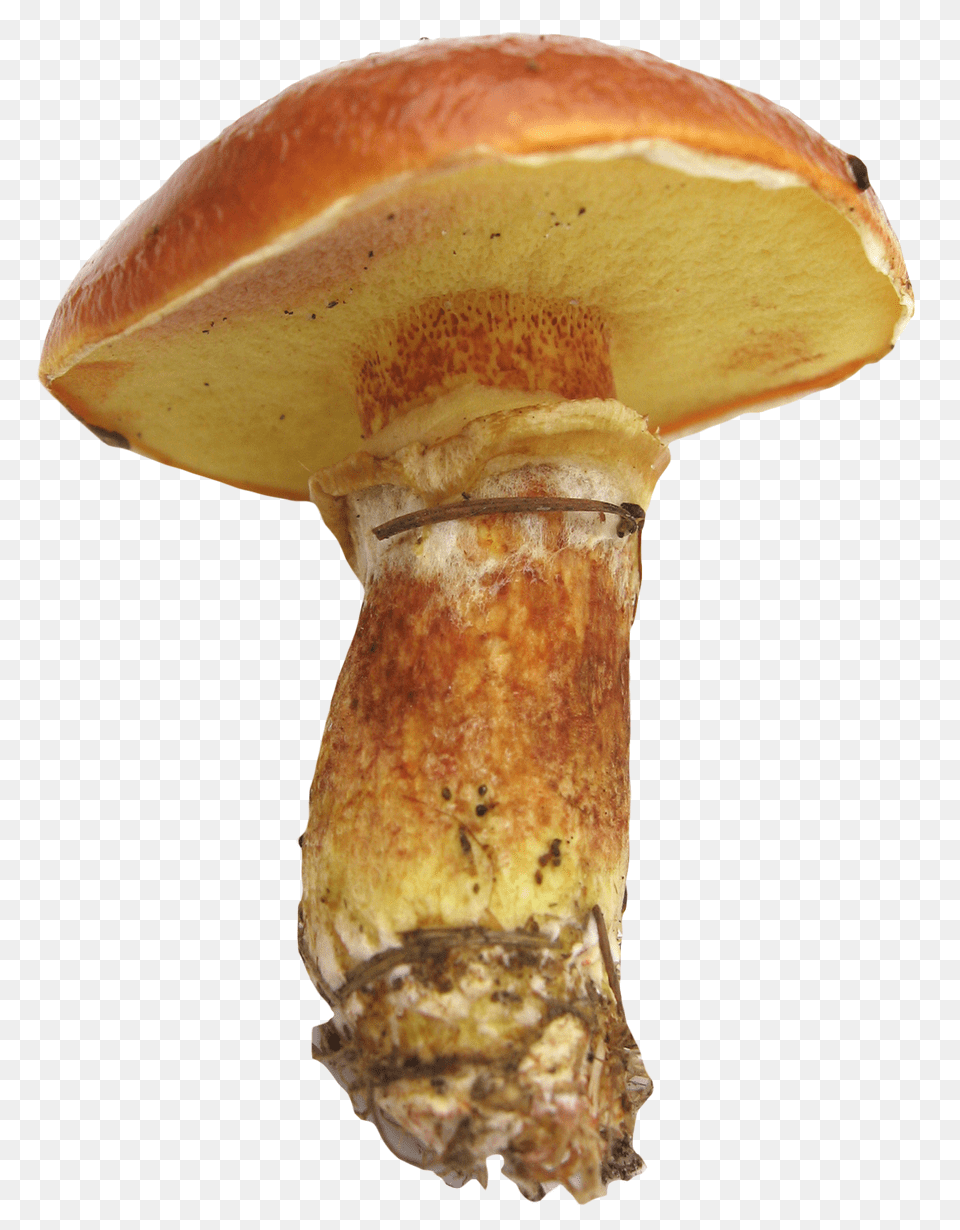 Mushroom Image, Bread, Food, Agaric, Amanita Free Png