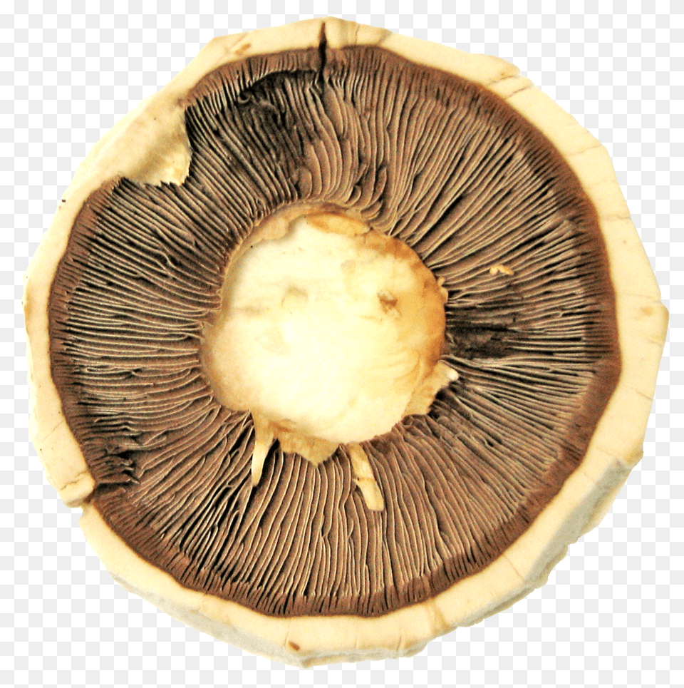 Mushroom Image, Fungus, Plant, Agaric, Amanita Free Png