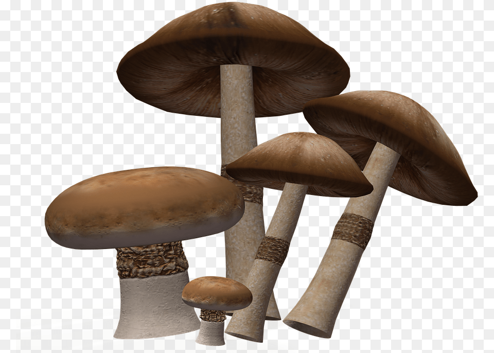 Mushroom Image Background Mushroom, Fungus, Plant, Agaric, Amanita Png