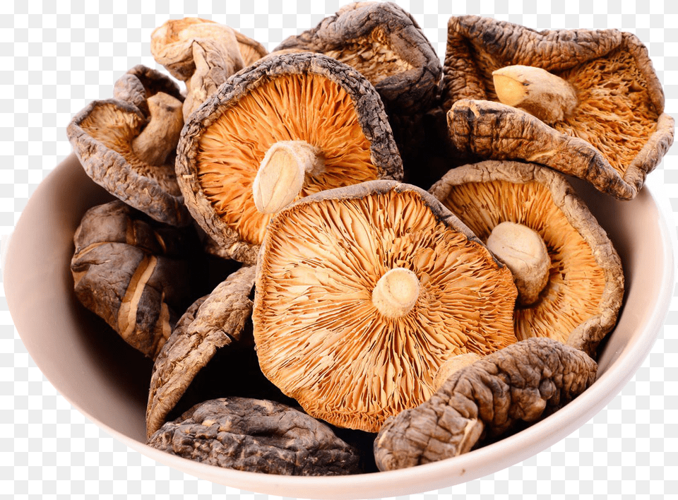 Mushroom Image Download, Fungus, Plant, Agaric Png
