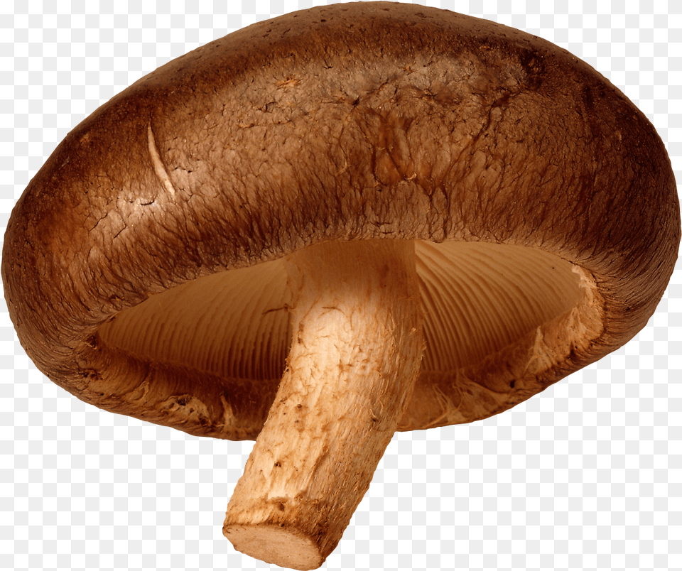 Mushroom Image For Download Shiitake Mushroom Background, Fungus, Plant, Agaric, Amanita Free Png